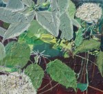 Hydrangea, Sea Holly and Cornus