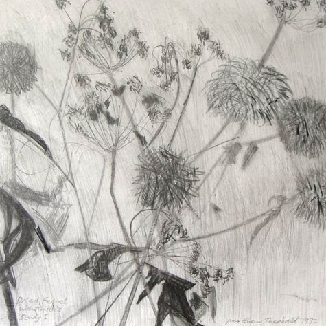 Dried Fennel with Thistles I