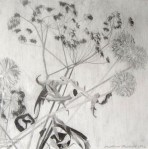 Dried Fennel with Thistles II