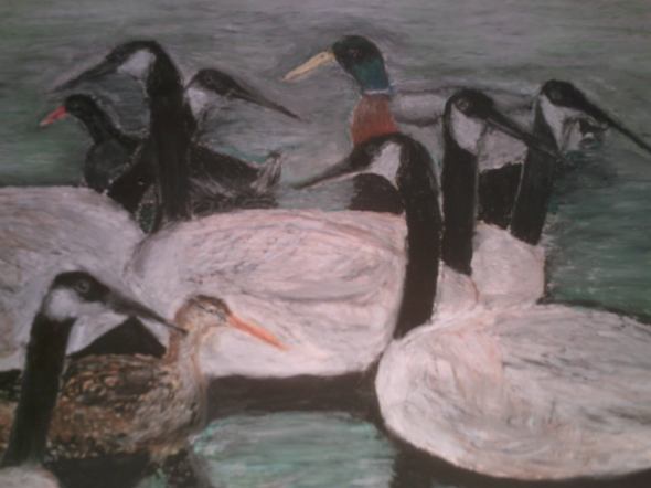 Ducks, Geese and a Moorhen on the Water