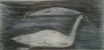 Swans