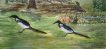Magpies