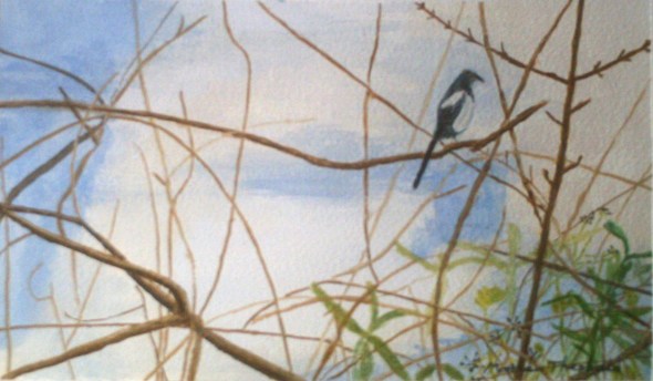 Magpie in a Tree