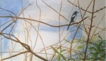 Magpie in a Tree