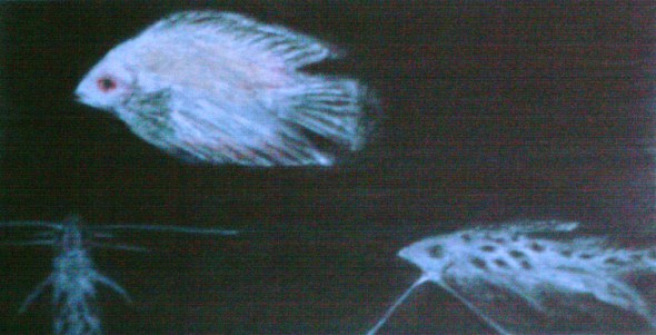 Gold Severum and Pictus Cats