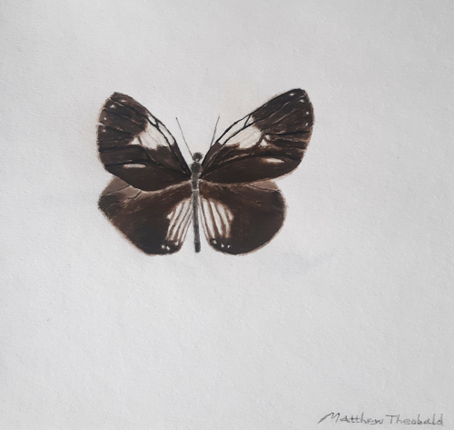 Magpie Crow Butterfly