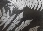 Ferns