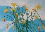 Daffodils