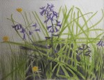 Bluebells and Buttercups