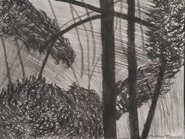 Trees in Strong Winds