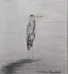 Heron