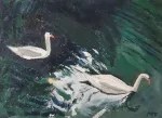 Swans on the Water, 2026